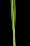 White edge sedge